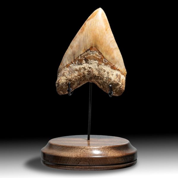 A very large Megalodon tooth Indonesian Miocene  14.6cm on the diagonal on stand 