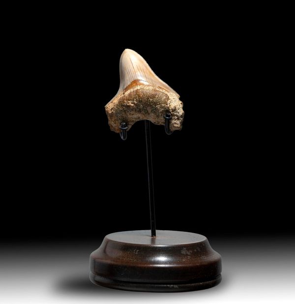 An unusually small Megalodon tooth Indonesia, Miocene  7.2cm on the diagonal on stand 