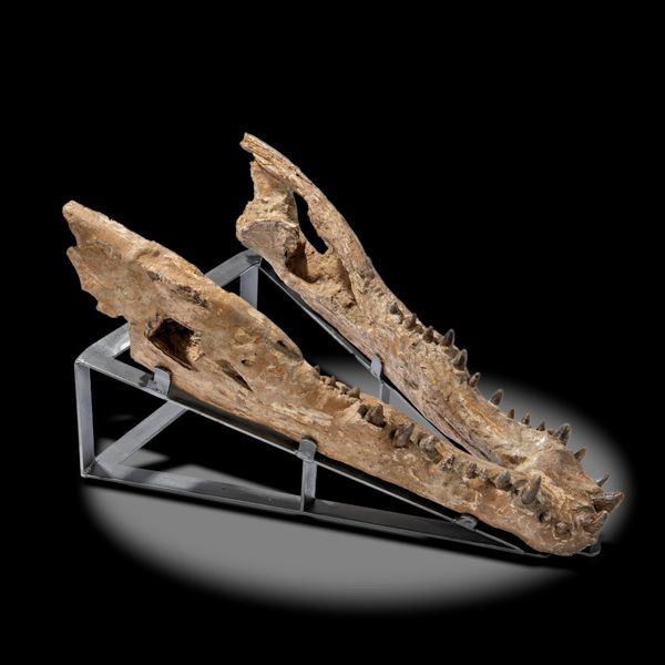 A crocodylus Siamensis lower Jaw Indonesia on metal stand 86cm long   