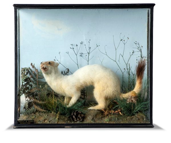 A Stoat by Pratt and Sons of Brighton early 20th century label to rear 28cm high by 32cm wide