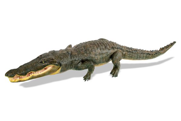 A large replica crocodile modern  29cm long