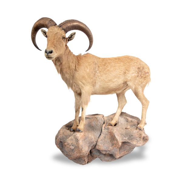 A Barbary sheep 20th century 155cm high by 146cm wide