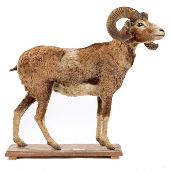 A Sardinian Ram mid 20th century  87cm high Provenance: Ex Lodder collection