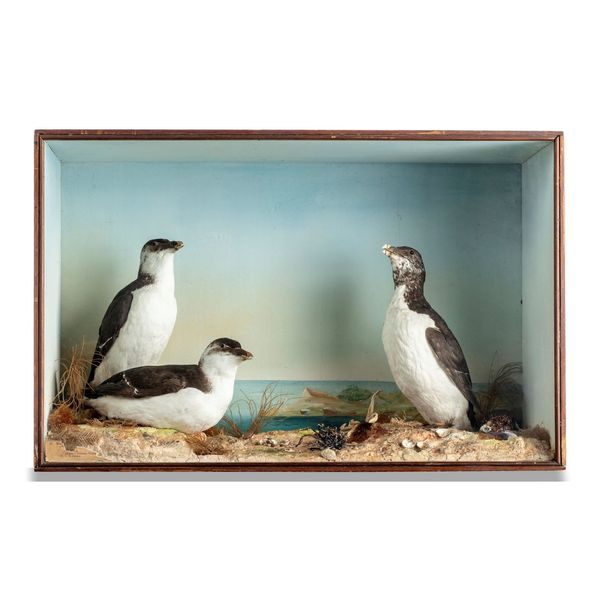 Pashley of Norfolk: A case of three Razorbills late 19th century with label to rear 50cm high by 78cm wide Provenance: Ex Connop collection