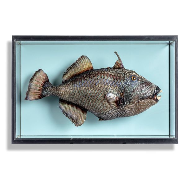 A Triggerfish wall case modern 47cm high by 72cm wide