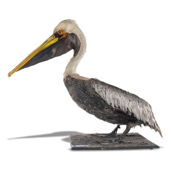 A full mount Brown Pelican late 20th century 72cm high