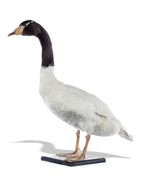 A full mount hybrid goose mid 20th century  62cm high