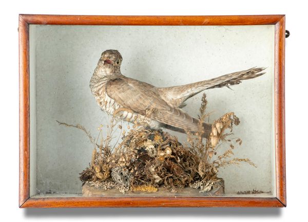 A cased cuckoo late 19th century  28cm high by 38cm wide