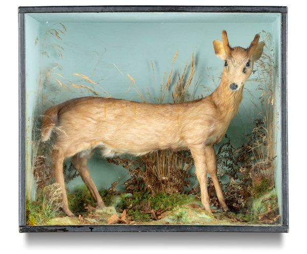 A cased Muntjac deer early 20th century  60cm by 71cm