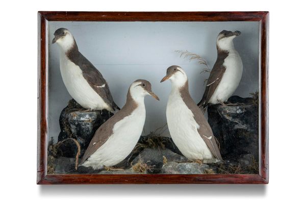 A case of Guillemots late 19th century  54cm high by 71cm wide