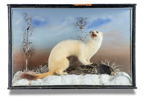 A case of a stoat reputedly by Ponchaud of Christchurch  circa 1900  27cm high by 40cm wide