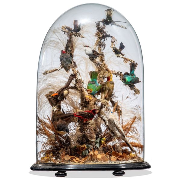 A dome of colourful tropical birds late 19th century  66cm high 