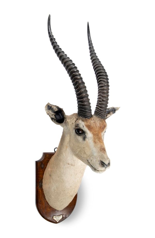 Rowland Ward: A Reedbuck trophy on shield label to verso with details Northern Nigeria  55cm high