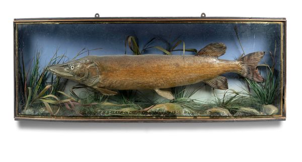 A large Pike in bow fronted case Irish, Lough Erne, 1902  48cm high by 130cm wide