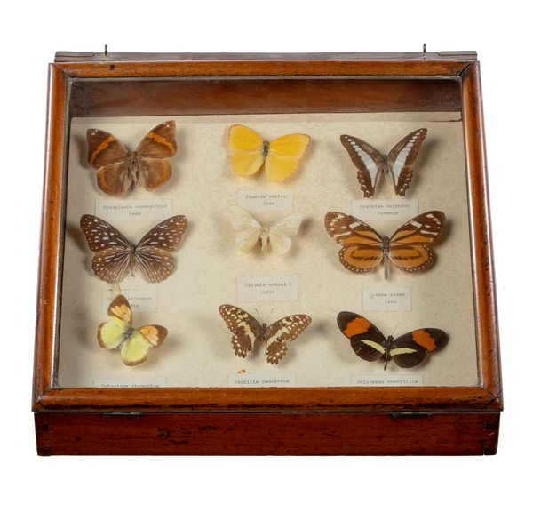 A collection of world butterflies early 20th century  21cm high by 34cm wide