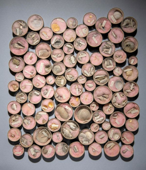 A collection of shells with data labels in specimen boxes 19th century