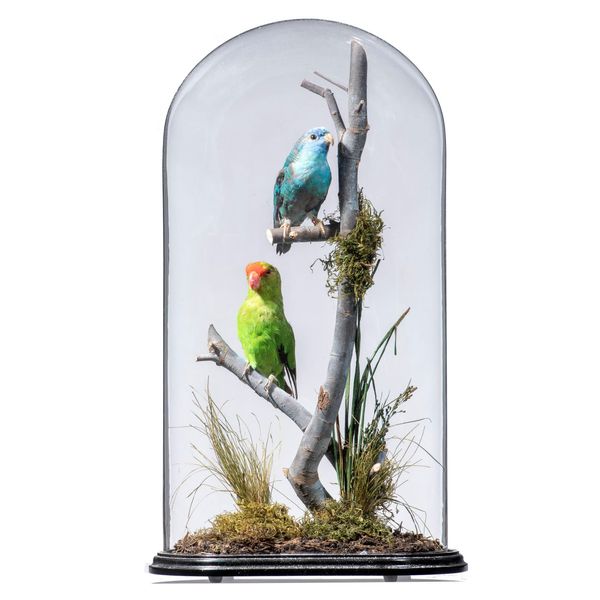 A pair of lovebirds in glass dome 19th century 43cm high  
