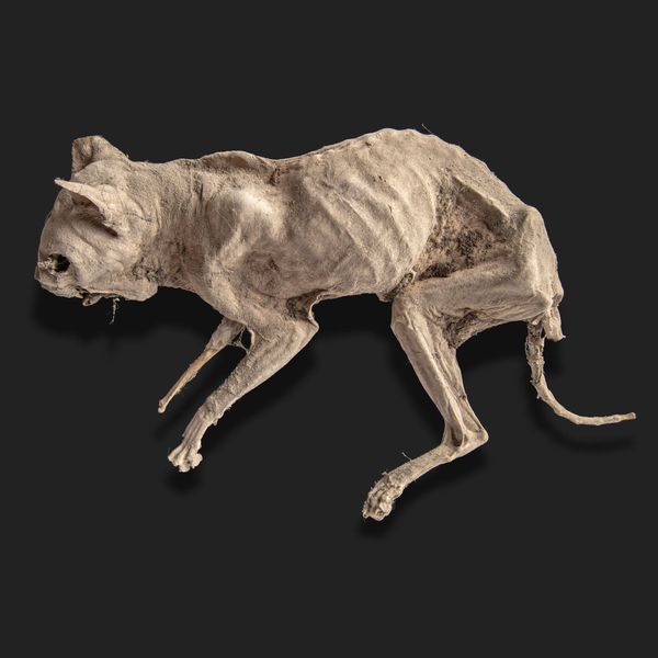 A mummified domestic cat possibly Medieval 44cm long 
