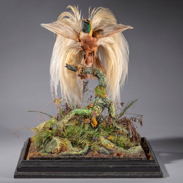 An impressive Lesser bird of Paradise in mirrored case circa 1900 78cm high by 56cm wide