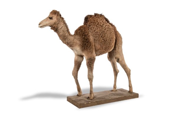 A dromedary camel full mount 2nd half 20th century 210cm high  