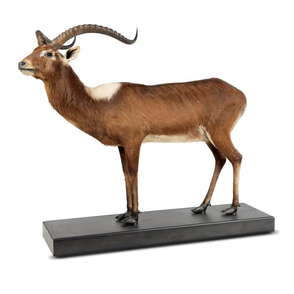 A Nile Lechwe full mount probably by Zimmerman of Nairobi  2nd half 19th century 135cm high by 167cm wide 