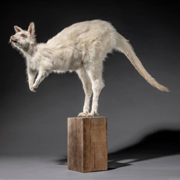 An albino Bennett‘s wallaby on stand recent  77cm high by 104cm wide