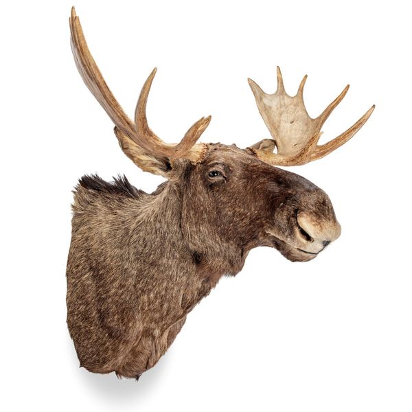 A Moose head mount  recent  120cm high by 113cm wide