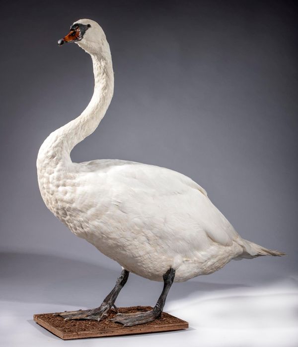 A full mount mute swan on stand recent 115cm high