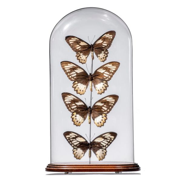 An oval dome of four butterflies  modern  53cm high