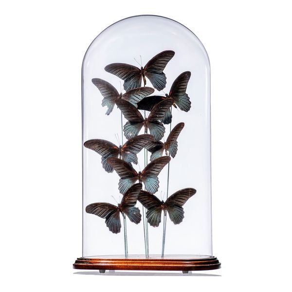 An oval dome of nine butterflies modern 53cm high