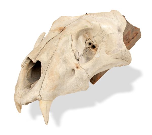 A lion skull 19th century  with wooden mount 36cm