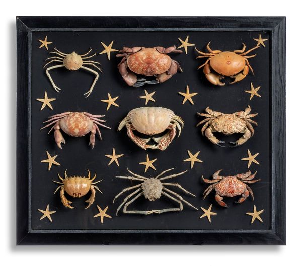 A wallcase of crabs and starfish modern 57cm high by 67cm wide