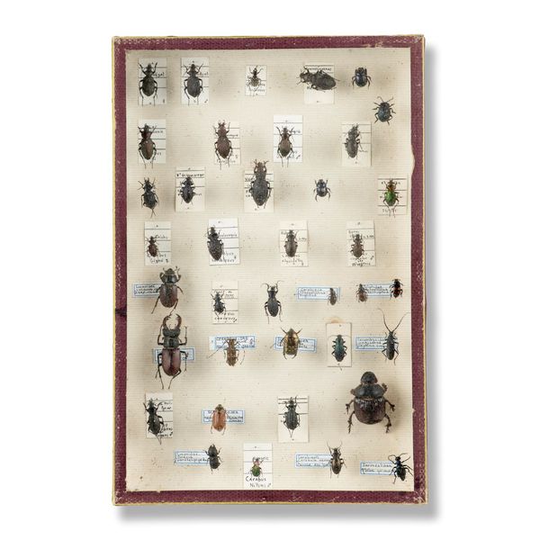 Deyrolle, Paris: A collection of beetles  early 20th century 36cm high  by 26cm wide