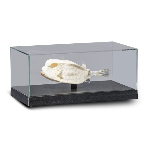 A boxfish skeleton in glass case 18cm