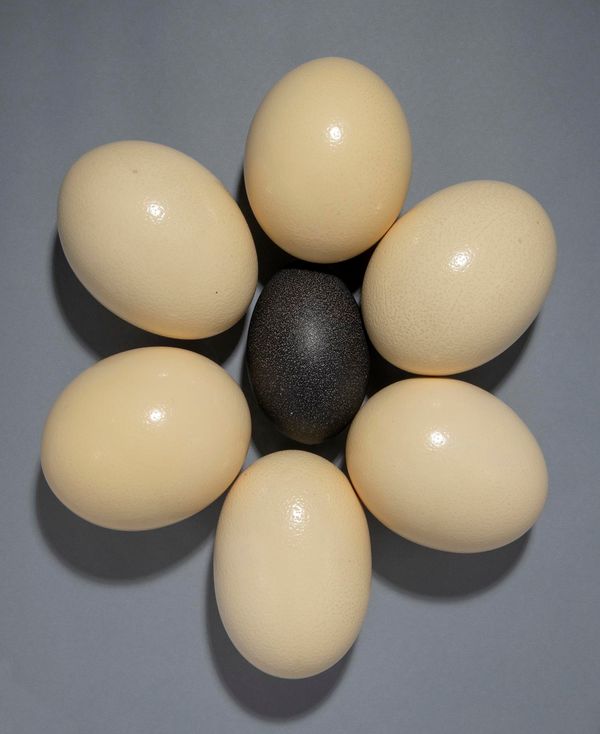A decorative display of Ostrich and Emu eggs on a platter 40cm diameter 