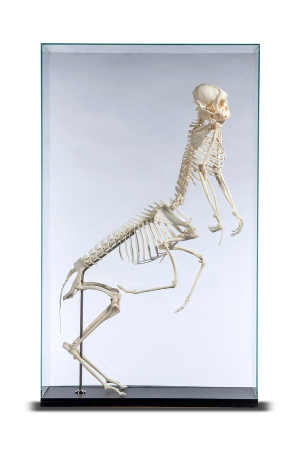 A miniature Centaurs skeleton (made up) modern 82cm high by 49cm wide