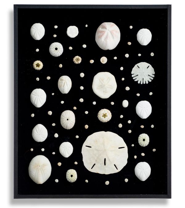 A framed white regular and irregular sea urchins  white sea urchins, sand dollars and irregular urchins from around the world  the frame 50cm by 40cm...