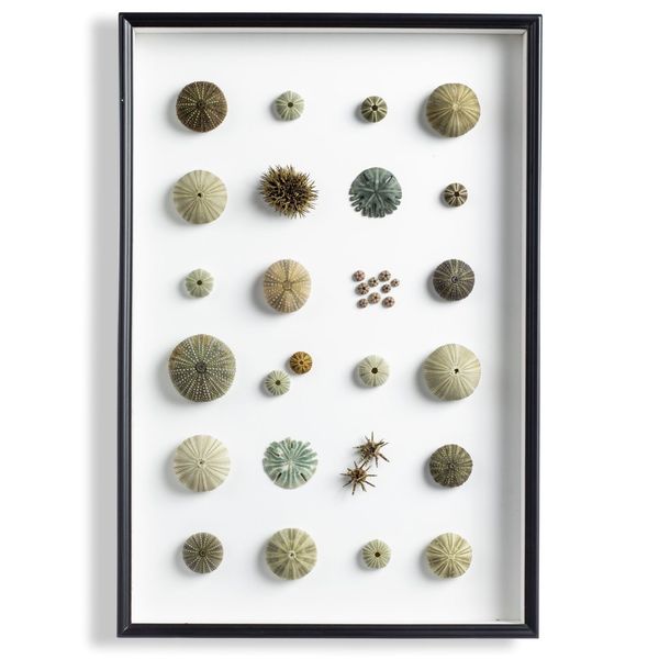 A framed composition of various uncommon green sea urchins species from around the world the frame 60cm by 40cm by 5cm 