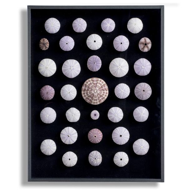A framed composition of various uncommon purple sea urchins from around the world  the frame 50cm by 40cm by 5cm