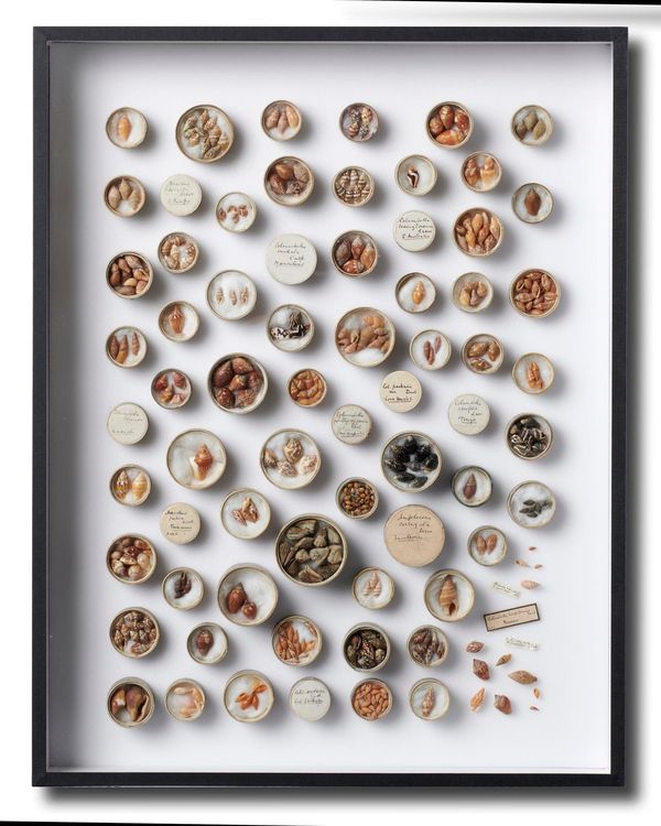 A framed composition of Victorian Dove shell (Columbellidae) collection  Originating from late Victorian missionary/reverend collector Bloch in...