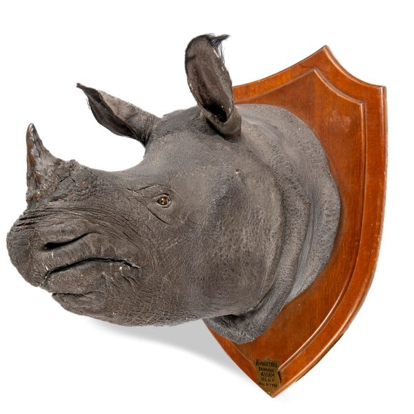 Rowland Ward: A rare Indian Rhino trophy on shield  with details Assam 1901 98cm high by 79cm wide Provenance: Heber Percy family, Hodnet Hall,...