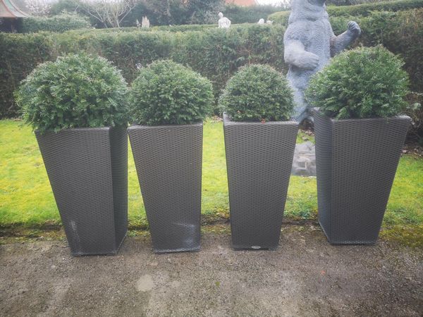 A set of four faux rattan Dedon planters with yew topiary the planter 90cm high