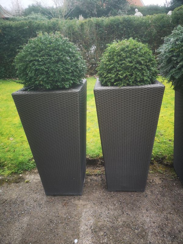A pair of faux rattan Dedon planters with yew topiary the planter 90cm high