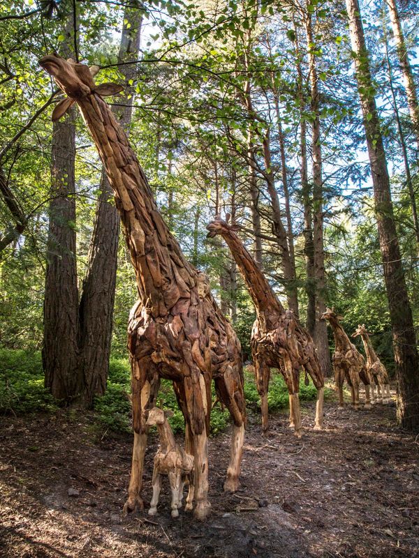 Anon Giraffe family of five Driftwood Unique Tallest 296cm high by 665cm wide by 260cm deep; Smallest 84cm high