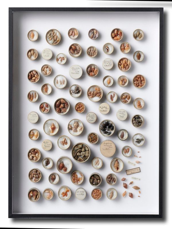 An antique shell collection mounted as a wall display 50cm high by 39cm wide