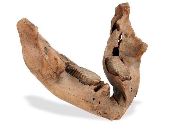A baby mammoth jaw 33cm