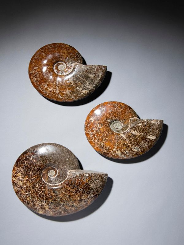 A set of three Cleoniceras ammonites polished to show suture patterns Madagascar, approximately 110mya the largest 28cm