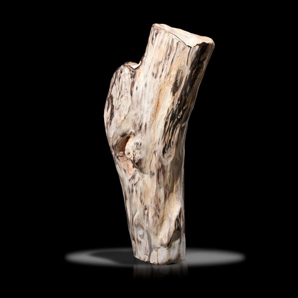 A large fossilised wood branch section 79cm
