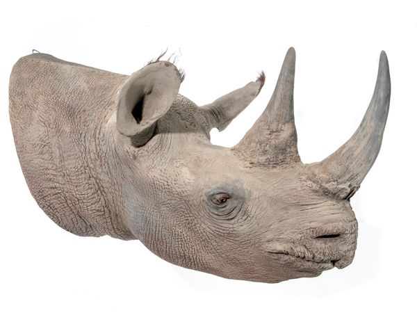 A replica rhinoceros head modern 72cm high by 95cm deep