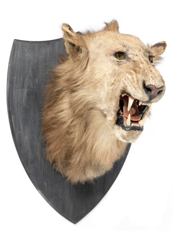A lion head on later shield 74cm high